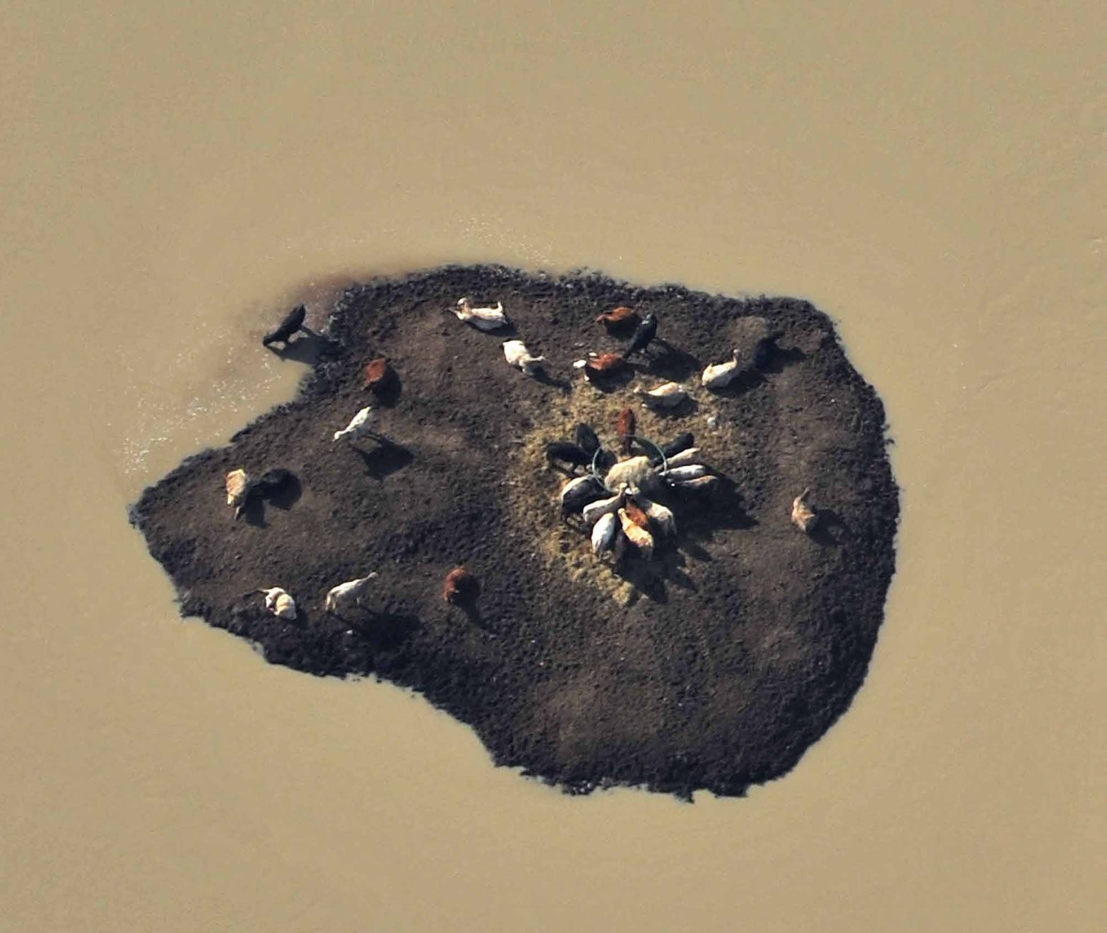 Milk River cattle